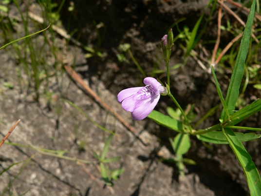 {Justicia crassifolia}